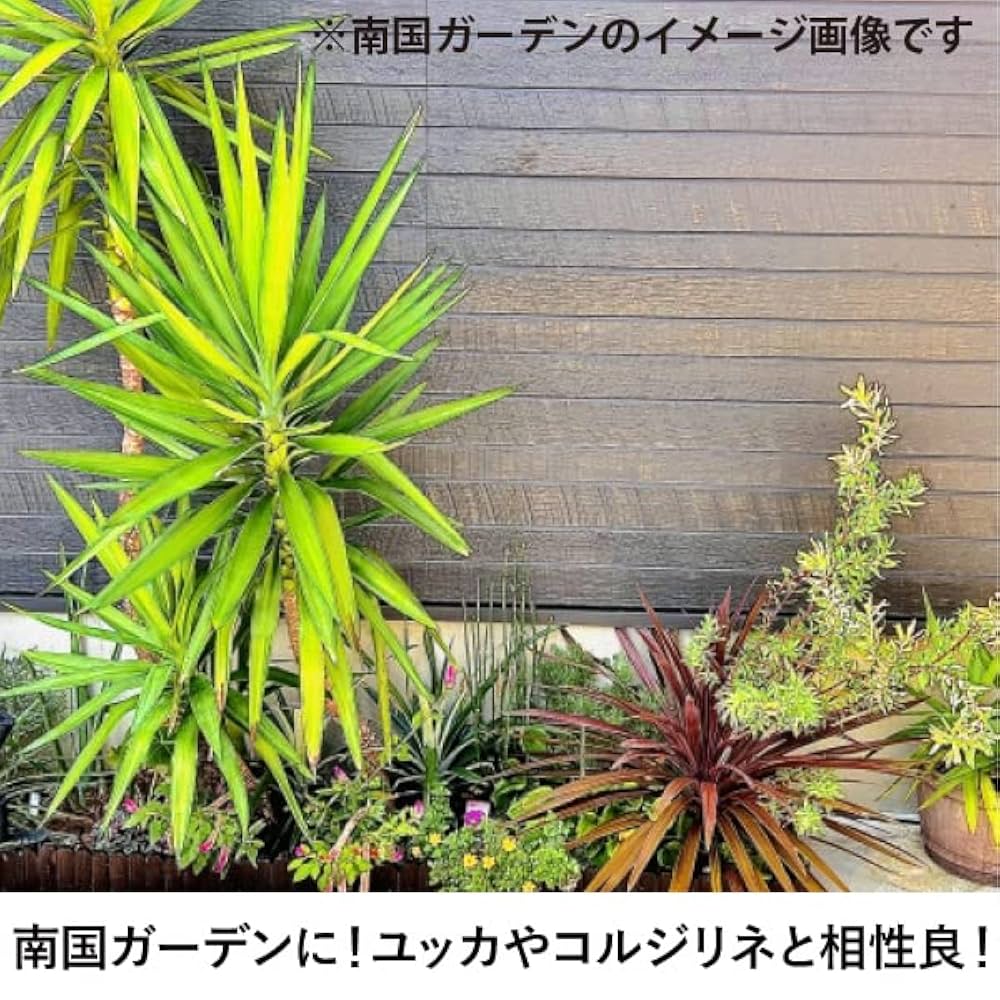 超大株　ココスヤシ 約200cm 根巻直径60センチ以上　ヤシ【引取限定】31 楽天市場】ココスヤシ（高さ（植物）131cm ～）の通販